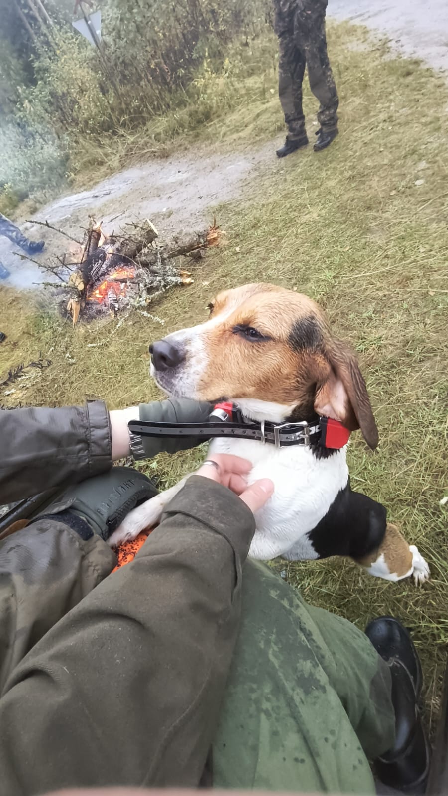 Beagle