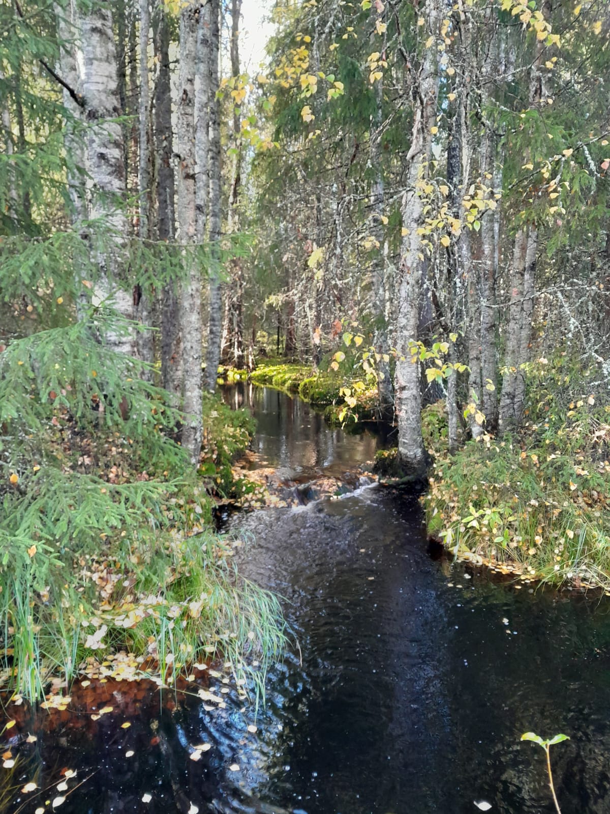 Maisema